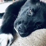 Entry image for Moose 