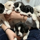 Entry image for Foster pups