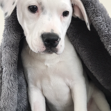 Entry image for Katie Bell