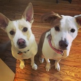 Entry image for Lilly and Mira 