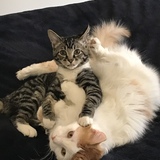 Entry image for Finnigan & Chase