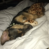 Entry image for Kylo