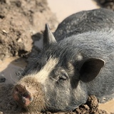 Entry image for Lucy