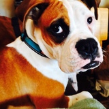 Entry image for Abby