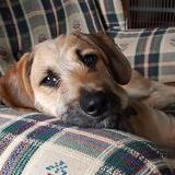 Entry image for Lance