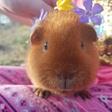 Entry image for Strawberry