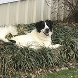 Entry image for Molly