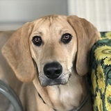 Entry image for Linc