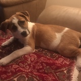 Entry image for Scout 