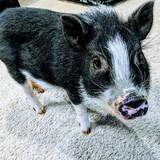 Entry image for LOGAN