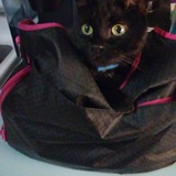 Entry image for Salem