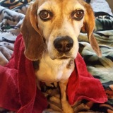 Entry image for Lacey 