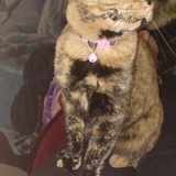 Entry image for Luna