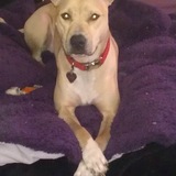 Entry image for Brandy