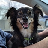 Entry image for Gibson