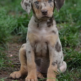 Entry image for Gatsby