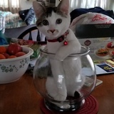 Entry image for Marley