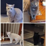 Entry image for Ruby, Sweet Pea, Boo, Sabrina