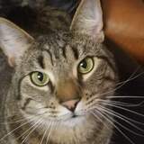 Entry image for Ozzy