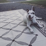 Entry image for Charlie