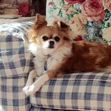 Entry image for Kaleesi