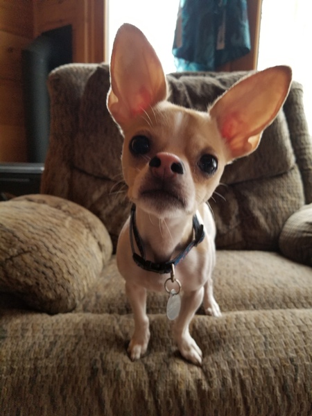 Entry image for Buddy Burrito . Clicking this image will show a larger photo