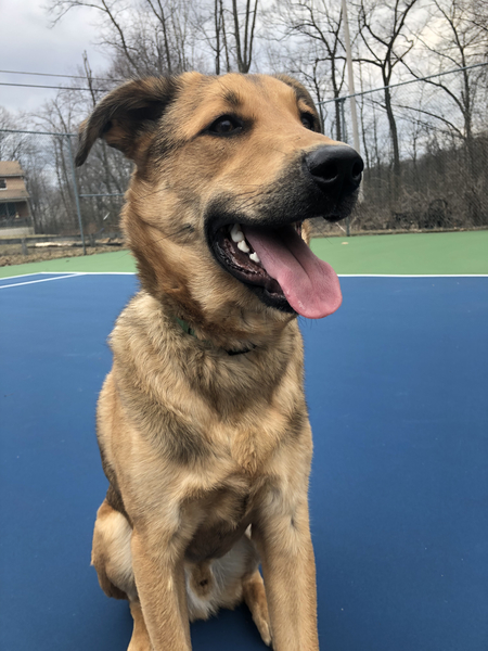 Entry image for Otto. Clicking this image will show a larger photo