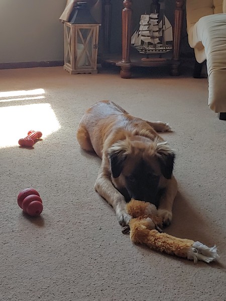 Entry image for Reya. Clicking this image will show a larger photo