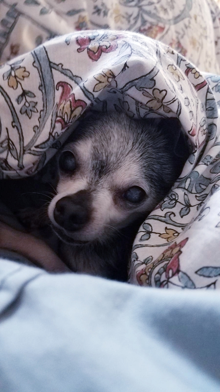 Entry image for Churro. Clicking this image will show a larger photo