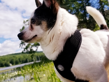 Entry image for Boomer. Clicking this image will show a larger photo