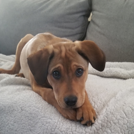 Entry image for Stella Mae. Clicking this image will show a larger photo