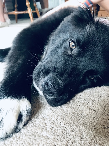 Entry image for Moose . Clicking this image will show a larger photo