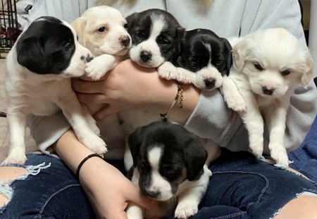 Entry image for Foster pups. Clicking this image will show a larger photo