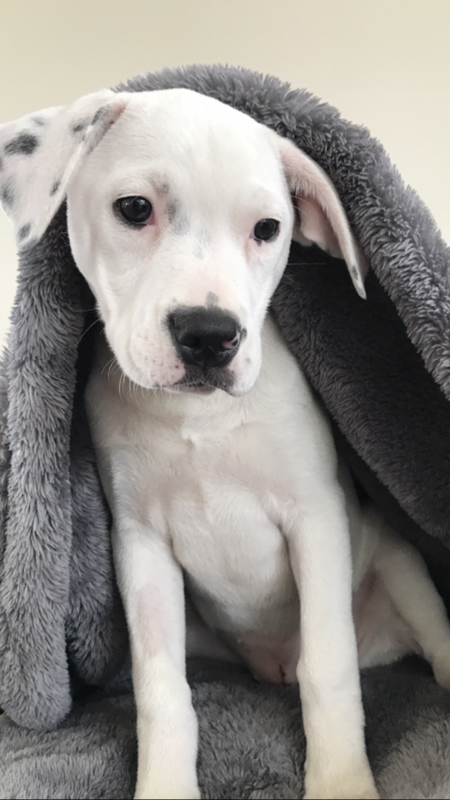 Entry image for Katie Bell. Clicking this image will show a larger photo