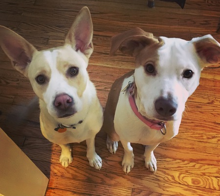 Entry image for Lilly and Mira . Clicking this image will show a larger photo