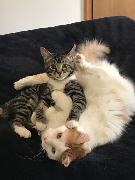 Entry image for Finnigan & Chase. Clicking this image will show a larger photo