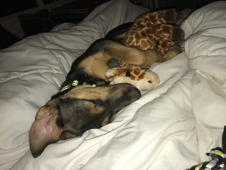 Entry image for Kylo. Clicking this image will show a larger photo