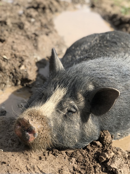 Entry image for Lucy. Clicking this image will show a larger photo