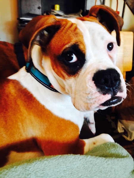 Entry image for Abby. Clicking this image will show a larger photo