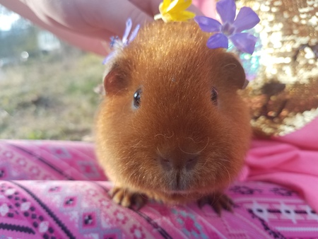 Entry image for Strawberry. Clicking this image will show a larger photo