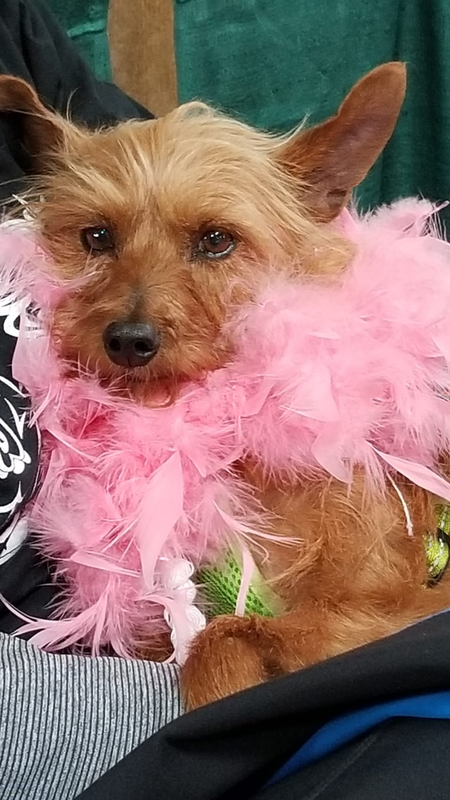 Entry image for Sophie. Clicking this image will show a larger photo