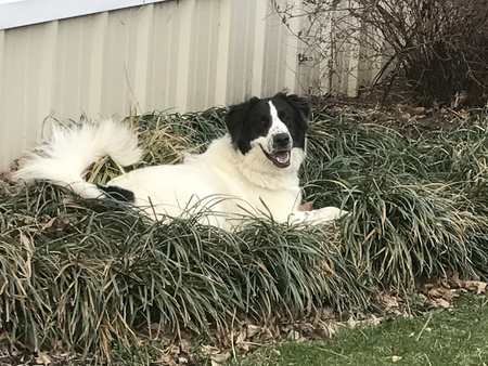 Entry image for Molly. Clicking this image will show a larger photo