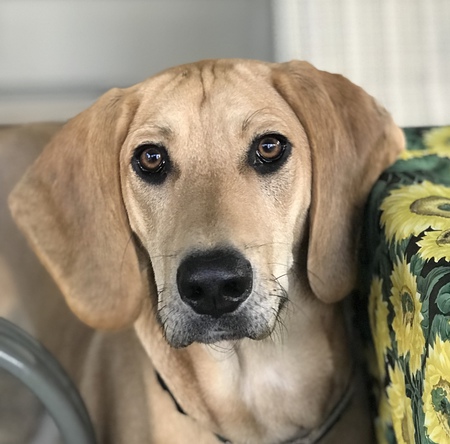 Entry image for Linc. Clicking this image will show a larger photo