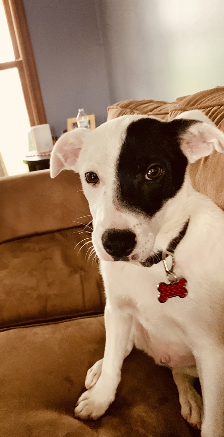 Entry image for Ram. Clicking this image will show a larger photo