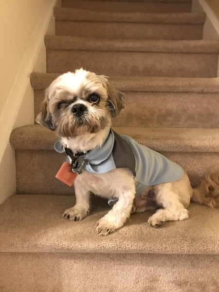 Entry image for Bo. Clicking this image will show a larger photo