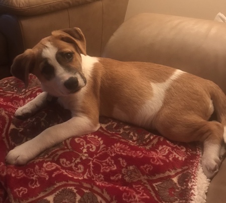 Entry image for Scout . Clicking this image will show a larger photo