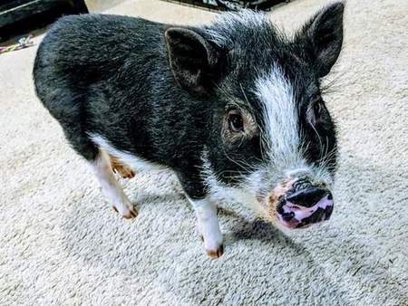 Entry image for LOGAN. Clicking this image will show a larger photo