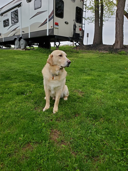 Entry image for HARLEY. Clicking this image will show a larger photo