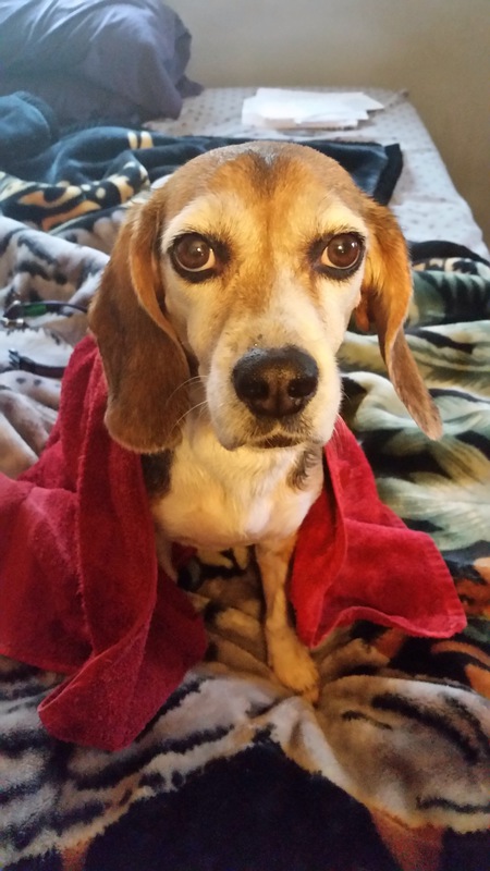 Entry image for Lacey . Clicking this image will show a larger photo