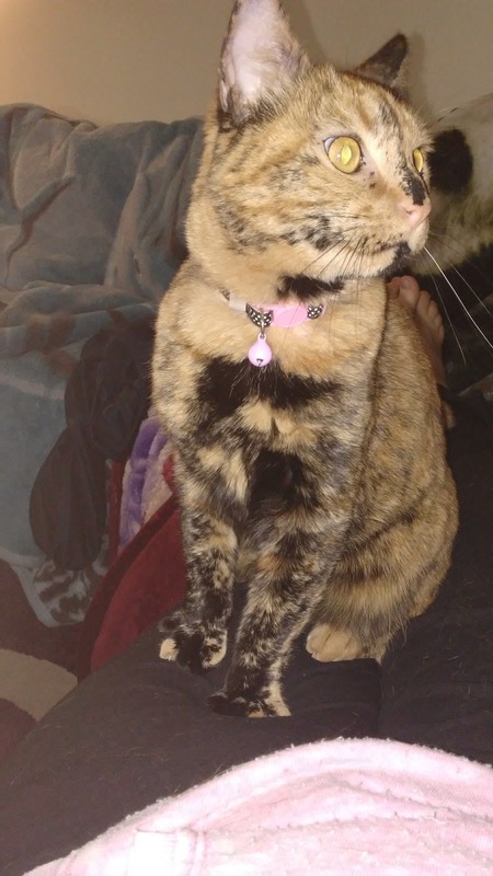 Entry image for Luna. Clicking this image will show a larger photo